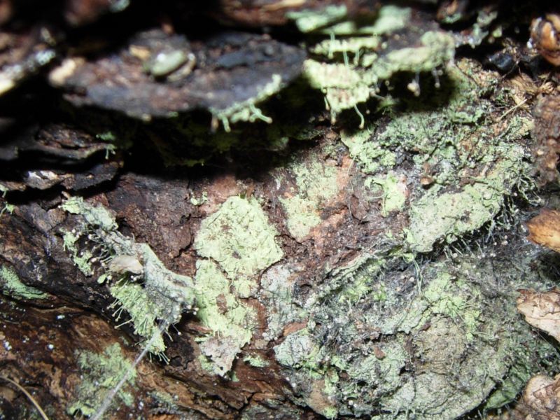 Altri lignicoli dall''Adamello-Brenta?